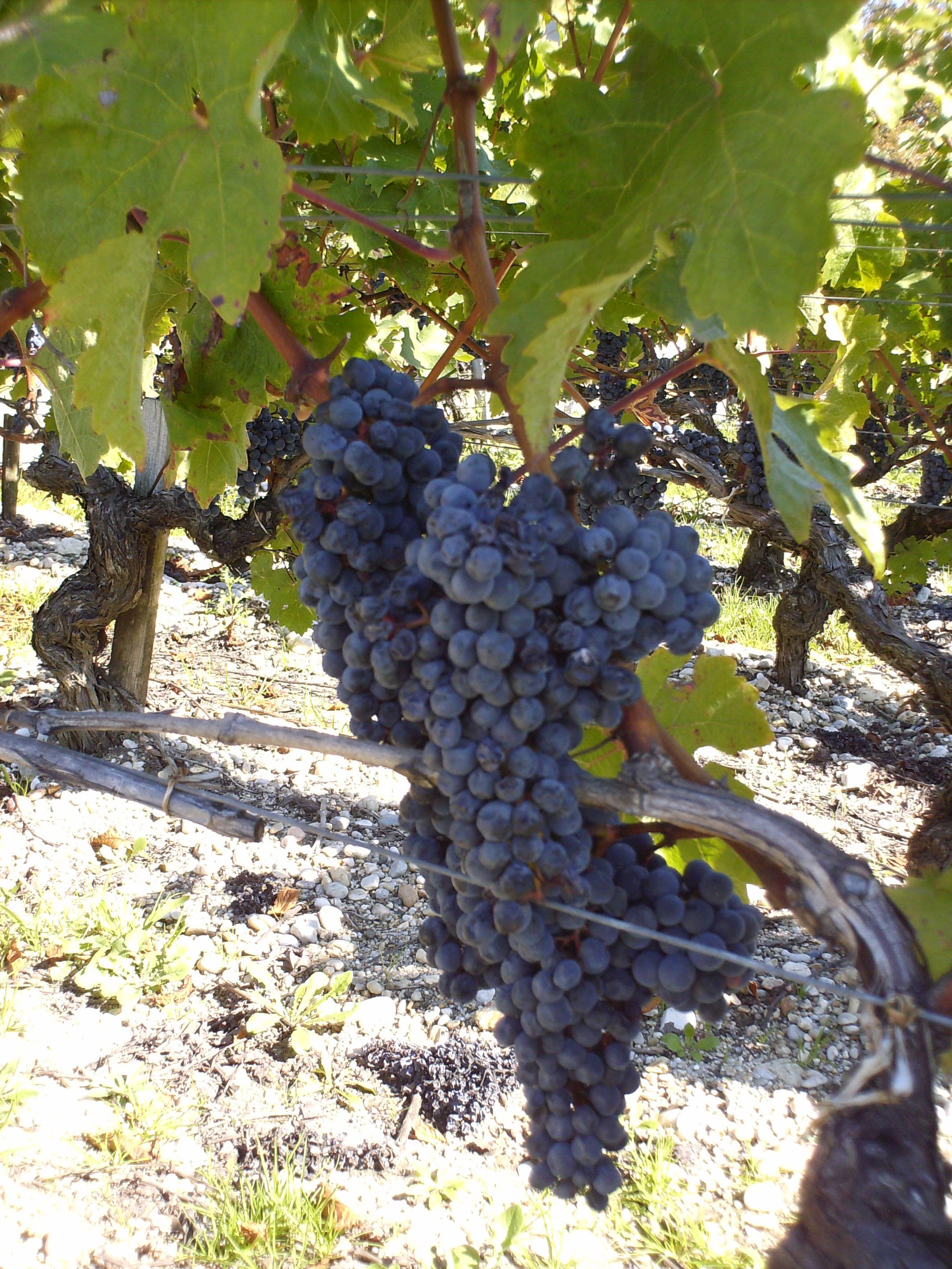 Chateau Cos d'Estournel